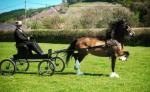 15hh Driving Mare
