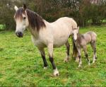 14.3hh Welsh Section D Broodmare with Filly Foal