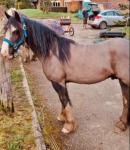Nipper, 13hh Driving Gelding with Cart & Harness