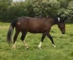 Sootys Girl, 15.2hh Standardbred Mare