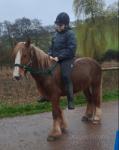 Ruby, 13.2hh Riding Mare