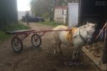 10.3hh Ride and Drive Mare