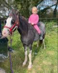 12hh Ride and Drive Gelding with Cart and Harness