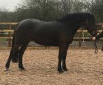 15.2hh WPB Riding Mare
