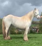 Dolly, 13.2hh Ride and Drive Mare