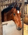 Phinn Star, 15.2hh Riding Gelding - Click to Enlarge