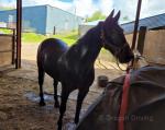 Jim, 15.1hh Ride and Drive Gelding