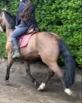 15.2hh Riding Gelding - Click to Enlarge