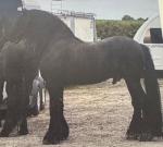 Louis Vuitton, 16.2hh Friesian Stallion at Stud