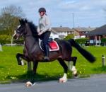 Milano, fully registered Hackney gelding, standing at 15.1hh and is 18 years old. Anyone looking for something special to have in the stable them look no further, Milano has done lots of in hand showing, etc... Great to hack out alone or in company. Wouldn't suit a novice as he is about his job. 
