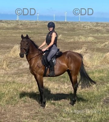 Tommy, 15.1hh Ride and Drive Gelding 
