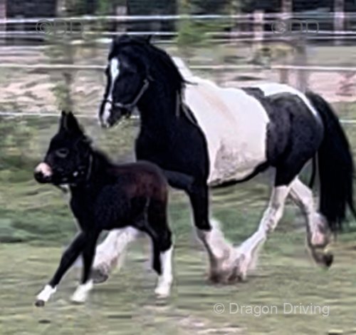 12.2hh Mare with Filly Mule at Foot 