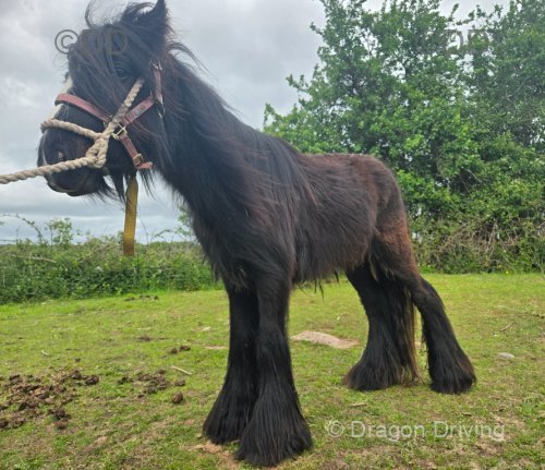 2 Year Old Gelding