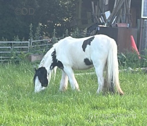 Mares