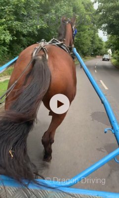 Rodney, 15.2hh Standardbred Ride & Drive Gelding