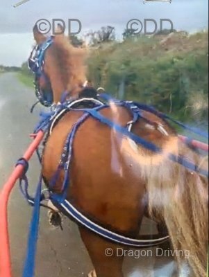 12.2hh WPB Ride and Drive Gelding 
