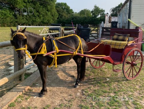 Driving Filly