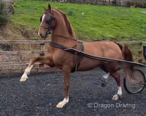 Flash, 15.2hh Hackney Gelding