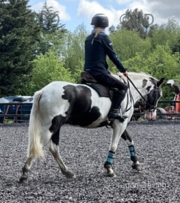 13.1hh Riding Gelding 