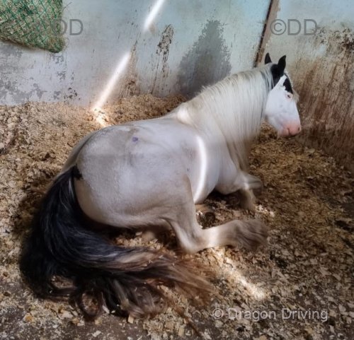 Autum, 13.1hh Riding Mare
