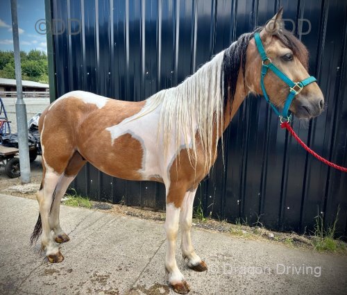 Gelding 