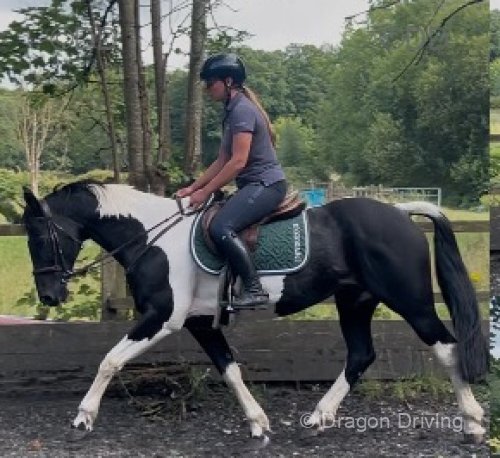 15.1hh ISH Riding Mare