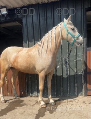 15.1hh Ride & Drive Mare