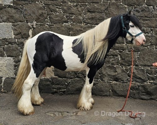 12.3hh Riding Gelding