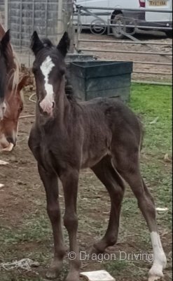 11.2hh Broodmare with Filly Foal at Foot