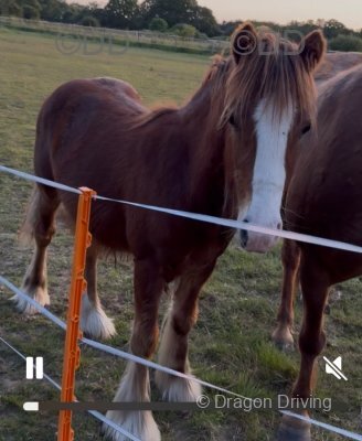 Colt