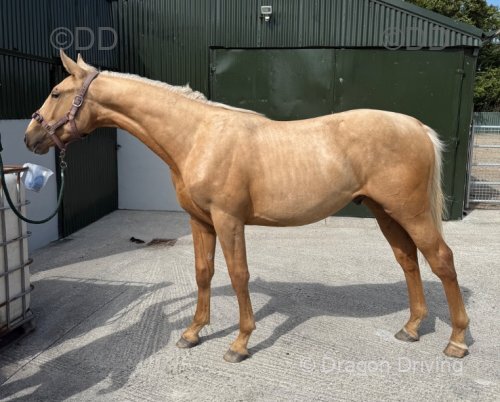 Mango, Yearling ISH Colt