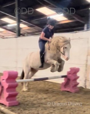 Rosie, 13.1hh Riding Mare