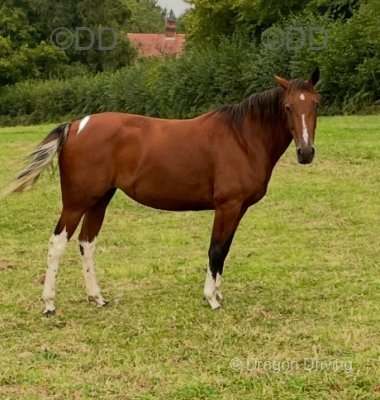 14.2hh Standardbred Mare