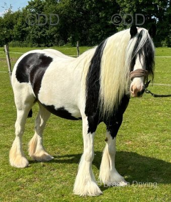 Belle, 13.2hh Riding Mare