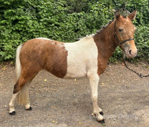 Vixen Scamp, Yearling Filly