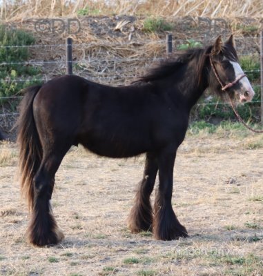 Barti, Colt