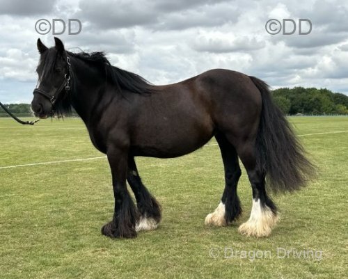 Toni, 13.1hh Riding Mare