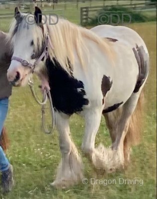 Tilly, 13.2hh Riding Mare