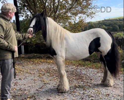 12.2hh Riding Mare