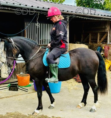 Welsh Section C Filly
