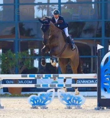 Kasper, 17.3hh Riding Gelding