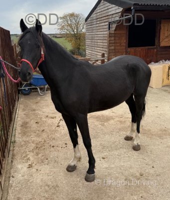 WPB Filly