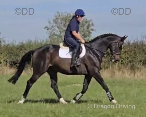 16.2hh Riding Gelding