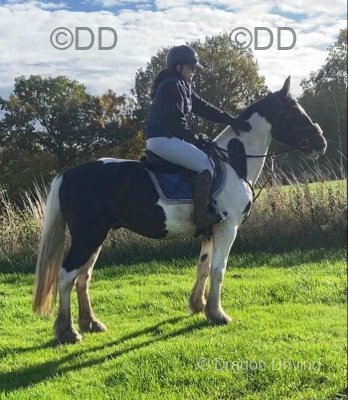 Oreo, 15.1hh Riding Gelding