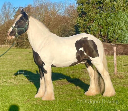 John, 14.2hh Riding Gelding 
