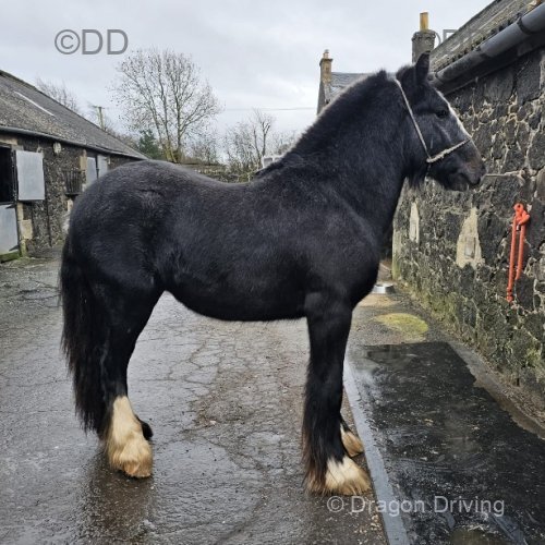 Lionheart Brimestone, 2 Year Old Gelding 