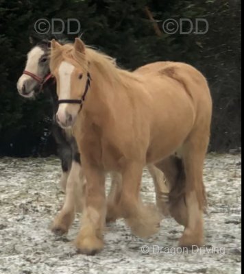 San Cler Cheque Point, Gelding 