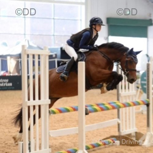 Bess, 14.2hh Riding Mare