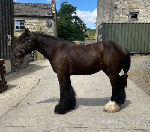 San Cler Black Opium, Ride and Drive Filly 