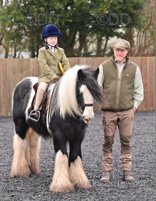 Hershel, 13hh Riding Gelding 